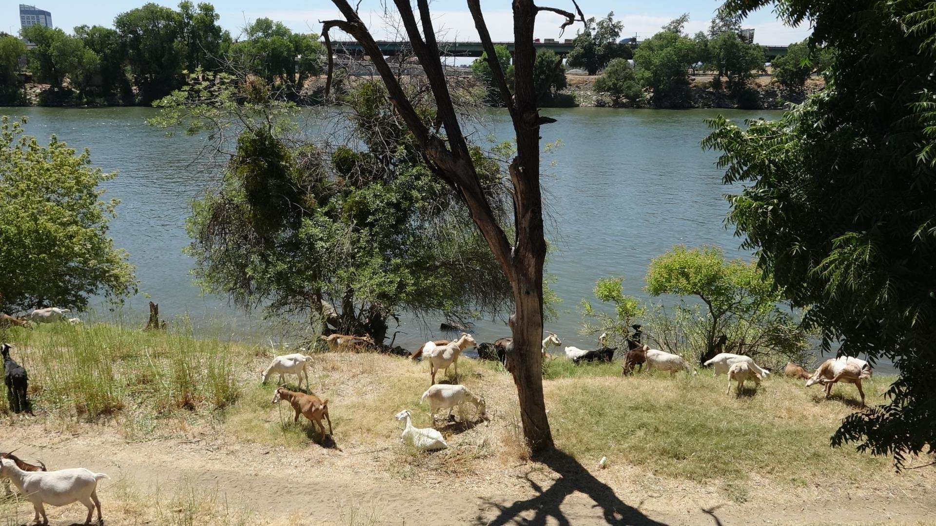 Group of goats by the Sacramento River